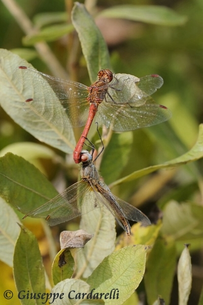 Scheda: Sympetrum fonscolombii